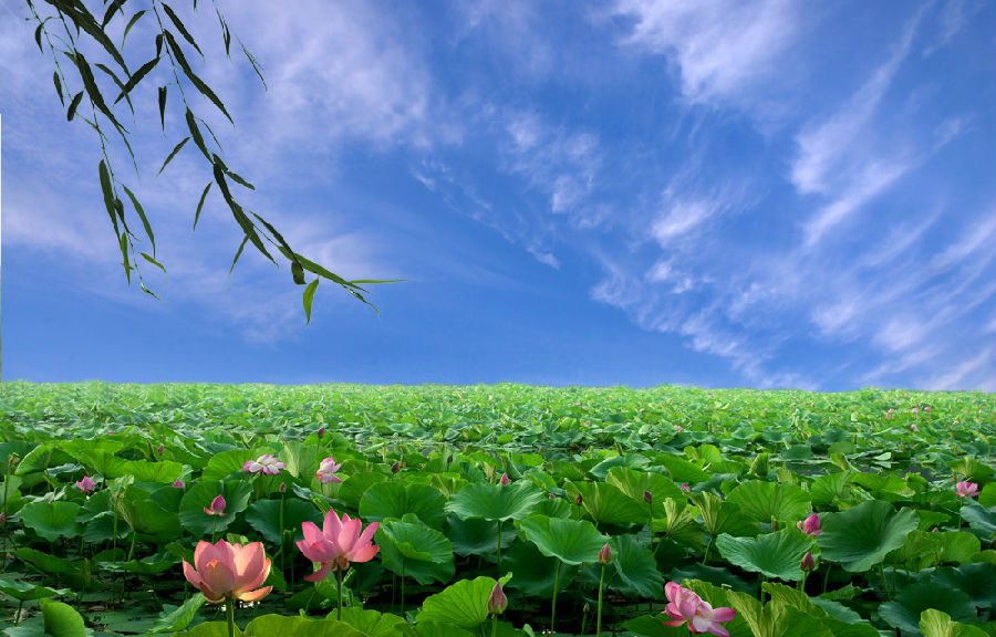 晓出净慈寺送林子方