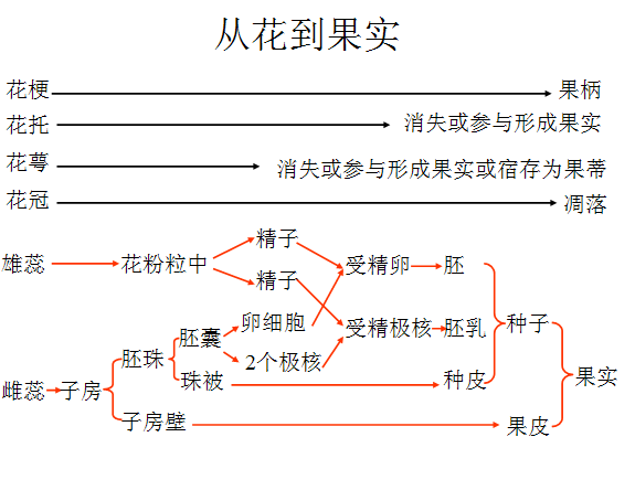 作业:对果实和种子的结构适应于繁殖的特性的新的认识