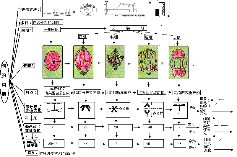 细胞周期模式图图片