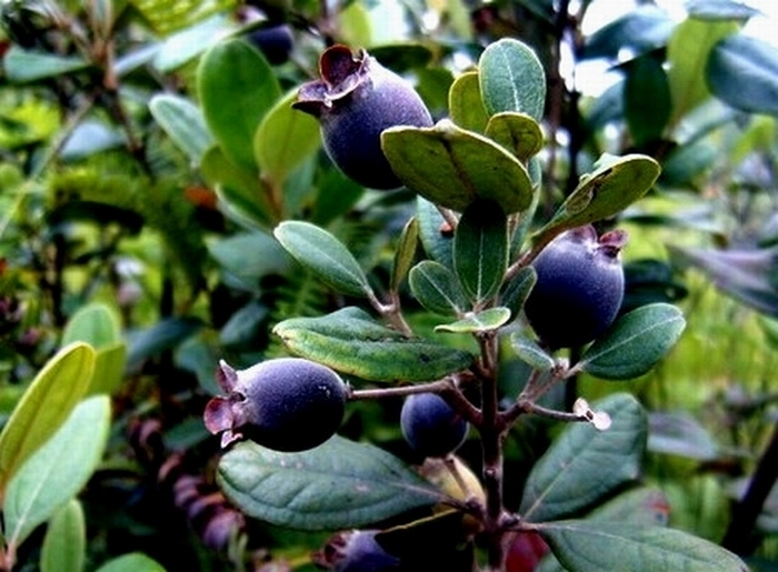 美丽广西稔子香【跨省合作】