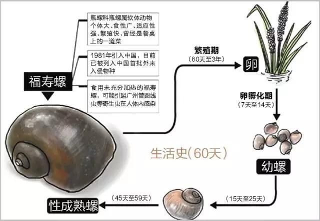 一般的大排档里的爆炒方式杀不死青蛙和蛇类上边的寄生虫卵,须高温炖