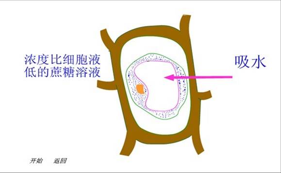 细胞失水图片